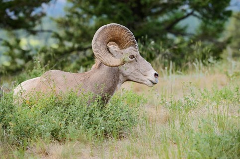 Rocky Mountains bighorn sheep (Ovis canadensis canadensis), ram, Banff National Park, Alberta,