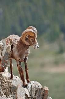 Rocky Mountains bighorn sheep (Ovis canadensis canadensis), ram standing on a rock, Jasper National
