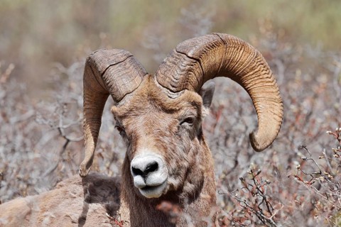 Rocky Mountains bighorn sheep (Ovis canadensis canadensis), ram, portrait, Jasper National Park,
