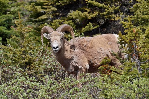 Rocky Mountains bighorn sheep (Ovis canadensis canadensis), ram, Jasper National Park, Alberta,