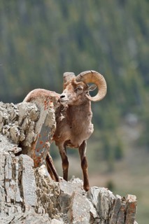 Rocky Mountains bighorn sheep (Ovis canadensis canadensis), ram standing on a rock, Jasper National
