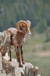 Rocky Mountains bighorn sheep (Ovis canadensis canadensis), ram standing on a rock, Jasper National