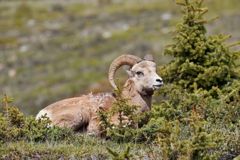 Rocky Mountains bighorn sheep (Ovis canadensis canadensis), ram, Jasper National Park, Alberta,
