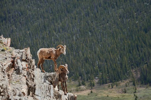 Rocky Mountains bighorn sheep (Ovis canadensis canadensis), rams standing on a rock, Jasper