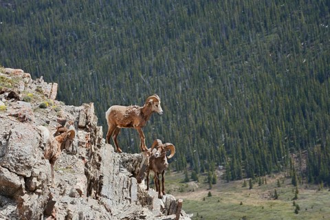Rocky Mountains bighorn sheep (Ovis canadensis canadensis), rams standing on a rock, Jasper