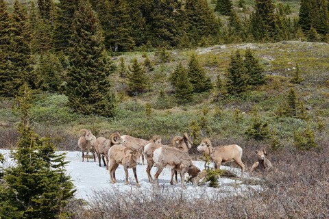 Rocky Mountains bighorn sheep (Ovis canadensis canadensis), rams standing on a snowfield in spring,