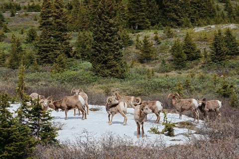 Rocky Mountains bighorn sheep (Ovis canadensis canadensis), rams standing on a snowfield in spring,