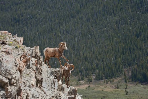 Rocky Mountains bighorn sheep (Ovis canadensis canadensis), rams standing on a rock, Jasper