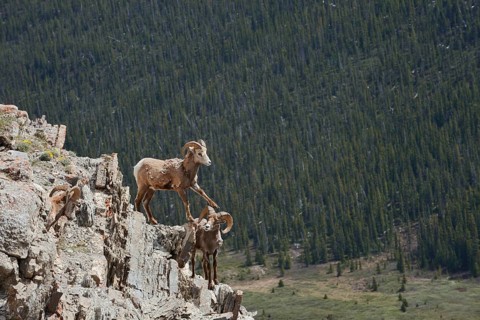 Rocky Mountains bighorn sheep (Ovis canadensis canadensis), rams standing on a rock, Jasper