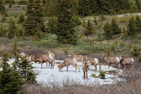 Rocky Mountains bighorn sheep (Ovis canadensis canadensis), rams standing on a snowfield in spring,