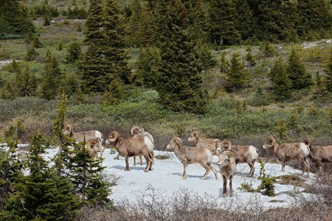 Rocky Mountains bighorn sheep (Ovis canadensis canadensis), rams standing on a snowfield in spring,