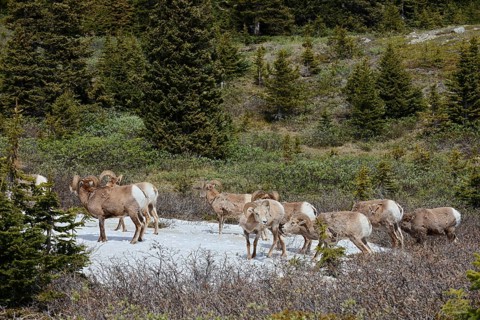 Rocky Mountains bighorn sheep (Ovis canadensis canadensis), rams standing on a snowfield in spring,
