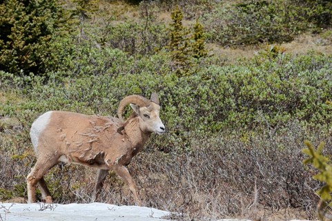 Rocky Mountains bighorn sheep (Ovis canadensis canadensis), ram, Jasper National Park, Alberta,