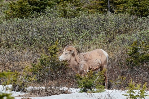 Rocky Mountains bighorn sheep (Ovis canadensis canadensis), ram, Jasper National Park, Alberta,