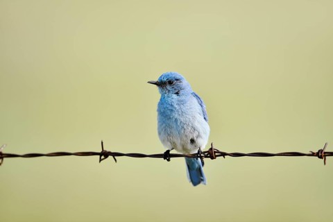 Mountain Bluebird (Sialia currucoides), male sitting on barbed wire fence, Waterton Lakes National