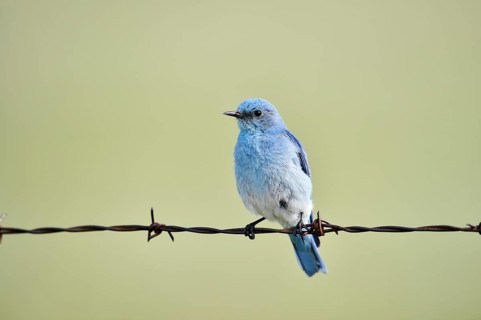 Mountain Bluebird (Sialia currucoides), male sitting on barbed wire fence, Waterton Lakes National