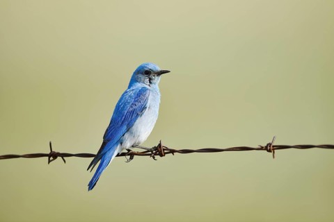 Mountain Bluebird (Sialia currucoides), male sitting on barbed wire fence, Waterton Lakes National
