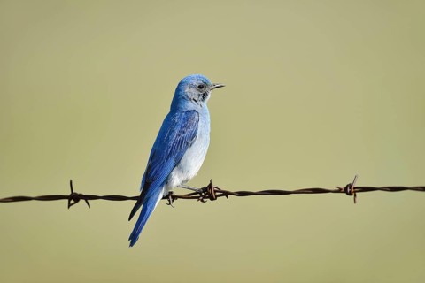 Mountain Bluebird (Sialia currucoides), male sitting on barbed wire fence, Waterton Lakes National