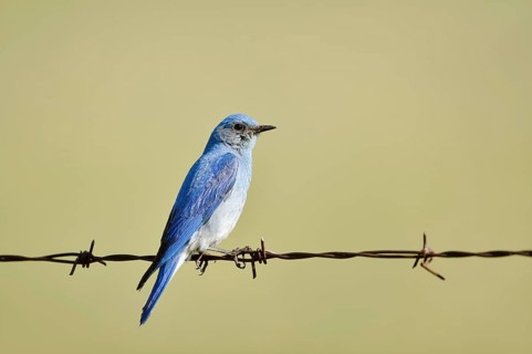 Mountain Bluebird (Sialia currucoides), male sitting on barbed wire fence, Waterton Lakes National
