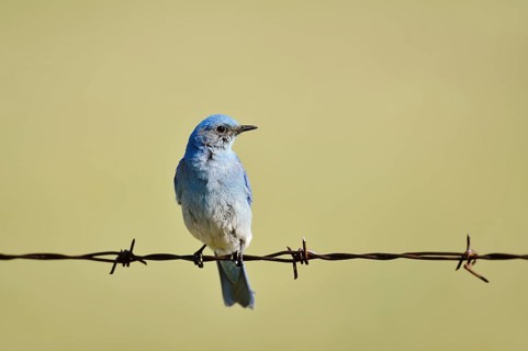 Mountain Bluebird (Sialia currucoides), male sitting on barbed wire fence, Waterton Lakes National