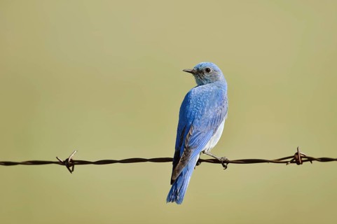 Mountain Bluebird (Sialia currucoides), male sitting on barbed wire fence, Waterton Lakes National