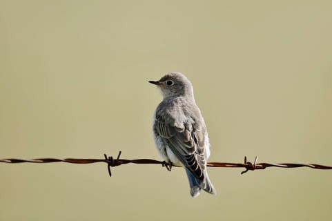 Mountain Bluebird (Sialia currucoides), female sitting on barbed wire fence, Waterton Lakes