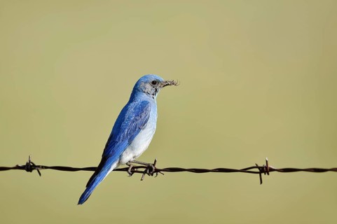 Mountain Bluebird (Sialia currucoides), male sitting on barbed wire fence, Waterton Lakes National