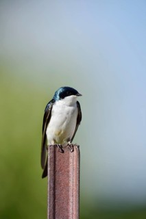 Swamp Swallow (Tachycineta bicolor), Waterton Lakes National Park, Alberta, Canada