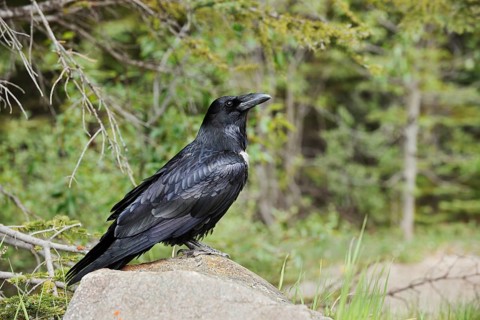 Raven (Corvus corax) sitting on a rock, Banff National Park, Alberta, Canada