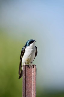 Swamp Swallow (Tachycineta bicolor), Waterton Lakes National Park, Alberta, Canada