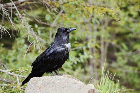 Raven (Corvus corax) sitting on a rock, Banff National Park, Alberta, Canada