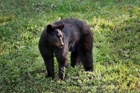 American Black Bear (Ursus americanus), Banff National Park, Alberta, Canada