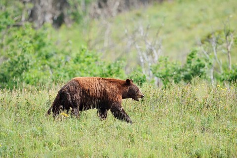American Black Bear (Ursus americanus), cinnamon-coloured morph, Waterton Lakes National Park,
