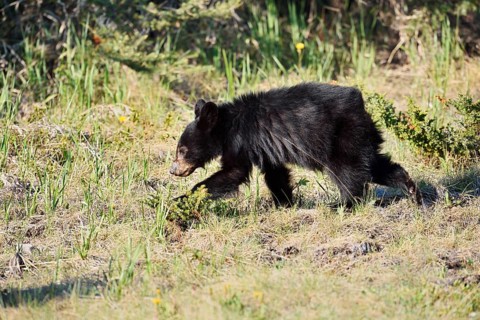 American Black Bear (Ursus americanus), young, Jasper National Park, Alberta, Canada
