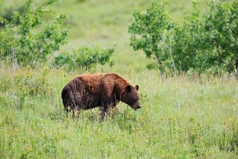 American Black Bear (Ursus americanus), cinnamon-coloured morph, Waterton Lakes National Park,