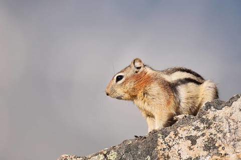 Golden mantle gopher (Callospermophilus lateralis, Spermophilus lateralis) sitting on a rock,