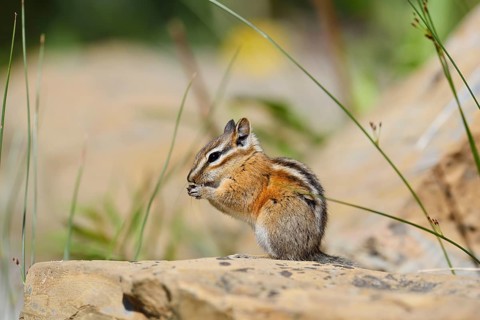 Least chipmunk (Tamias minimus) sitting on a rock and eating, Waterton Lakes National Park,