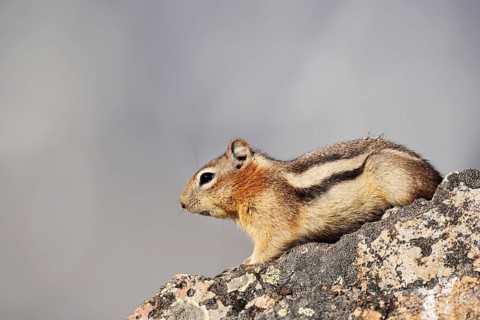 Golden mantle gopher (Callospermophilus lateralis, Spermophilus lateralis) sitting on a rock,