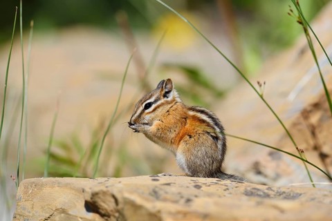 Least chipmunk (Tamias minimus) sitting on a rock and eating, Waterton Lakes National Park,