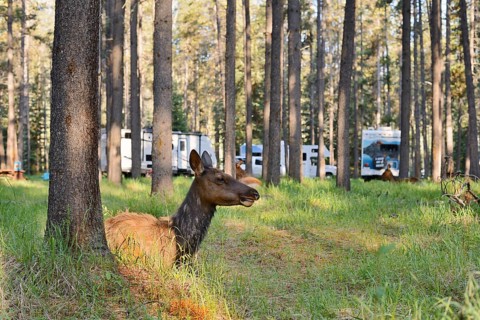 Wapiti (Cervus canadensis), female lying in the forest on a campsite, Jasper National Park,