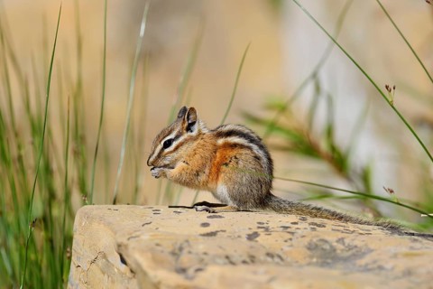Least chipmunk (Tamias minimus) sitting on a rock and eating, Waterton Lakes National Park,