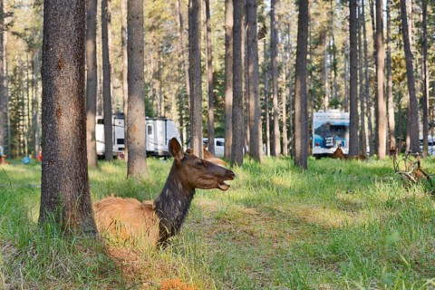Wapiti (Cervus canadensis), female lying in the forest on a campsite, Jasper National Park,