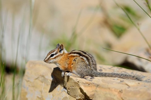 Least chipmunk (Tamias minimus) sitting on a rock, Waterton Lakes National Park, Alberta, Canada