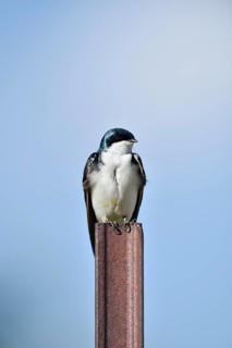 Swamp Swallow (Tachycineta bicolor), Waterton Lakes National Park, Alberta, Canada