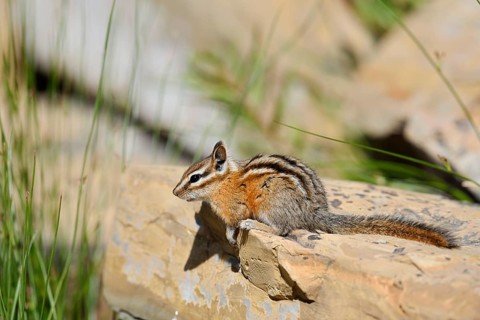 Least chipmunk (Tamias minimus) sitting on a rock, Waterton Lakes National Park, Alberta, Canada
