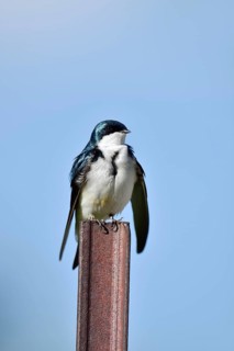 Swamp Swallow (Tachycineta bicolor), Waterton Lakes National Park, Alberta, Canada