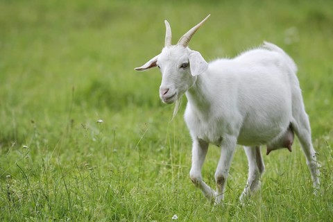 Cashmere goat (Capra aegagrus f. hircus), female, North Rhine-Westphalia, Germany