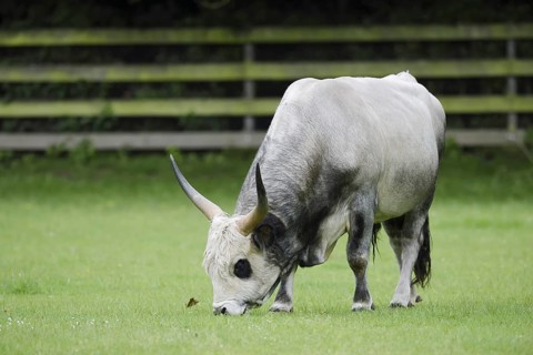 Hungarian Grey Cattle or Hungarian grey cattle (Bos primigenius f. taurus), bull in a meadow,