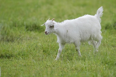 Cashmere goat (Capra aegagrus f. hircus), young animal, North Rhine-Westphalia, Germany