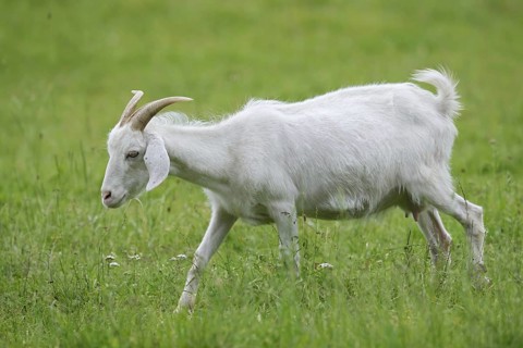 Cashmere goat (Capra aegagrus f. hircus), female, North Rhine-Westphalia, Germany